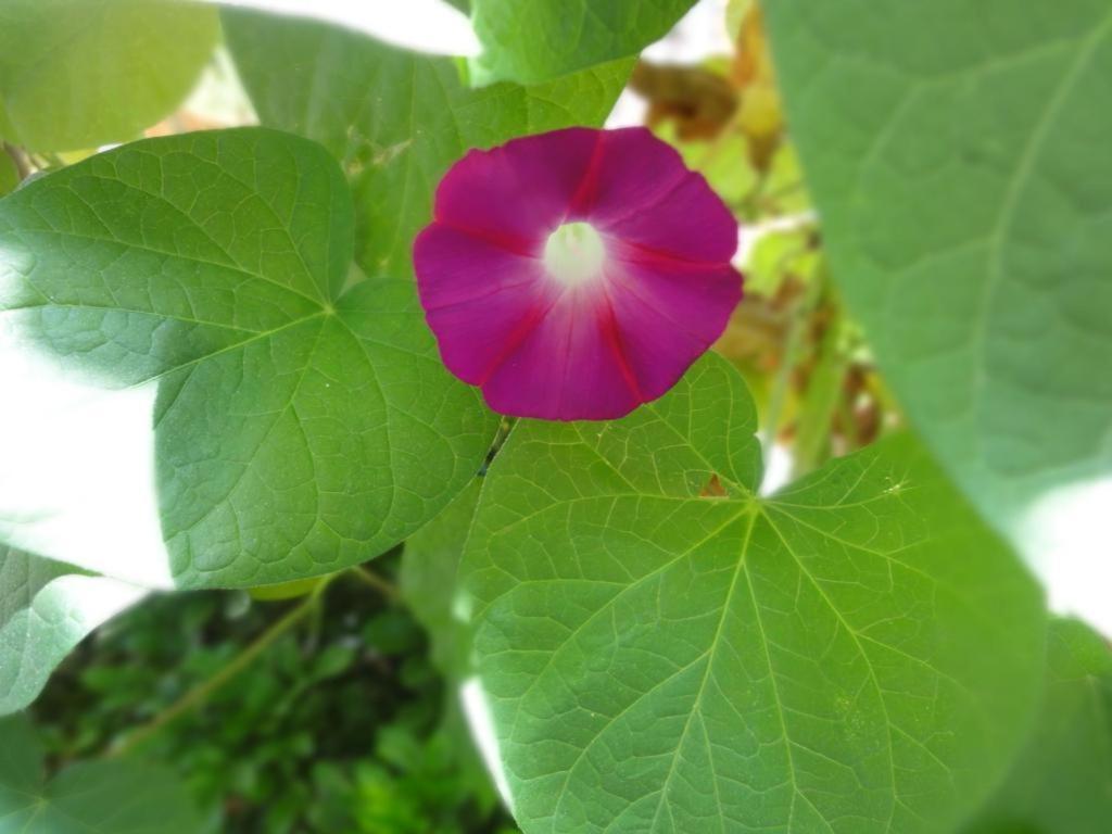 Dali Four Season Flower Inn Dali (Yunnan) Buitenkant foto